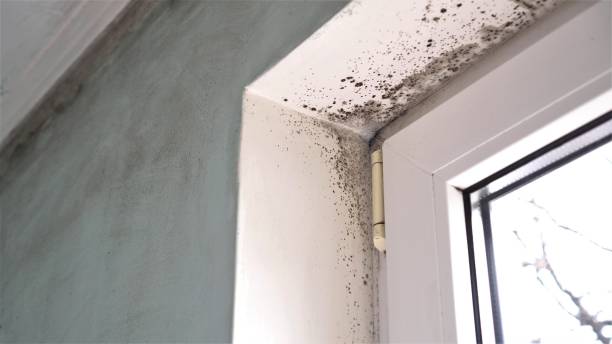 Best Health and Safety Mold Remediation in Glen Gardner, NJ