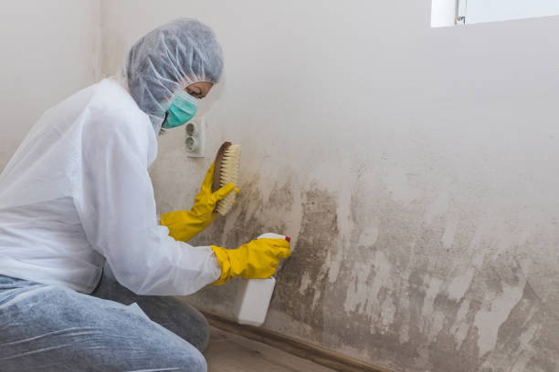 Best Localized Mold Remediation (e.g., coastal areas, humid climates) in Glen Gardner, NJ
