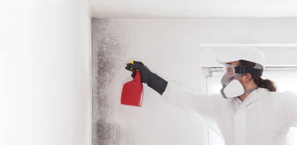 Best Black Mold Remediation in Glen Gardner, NJ